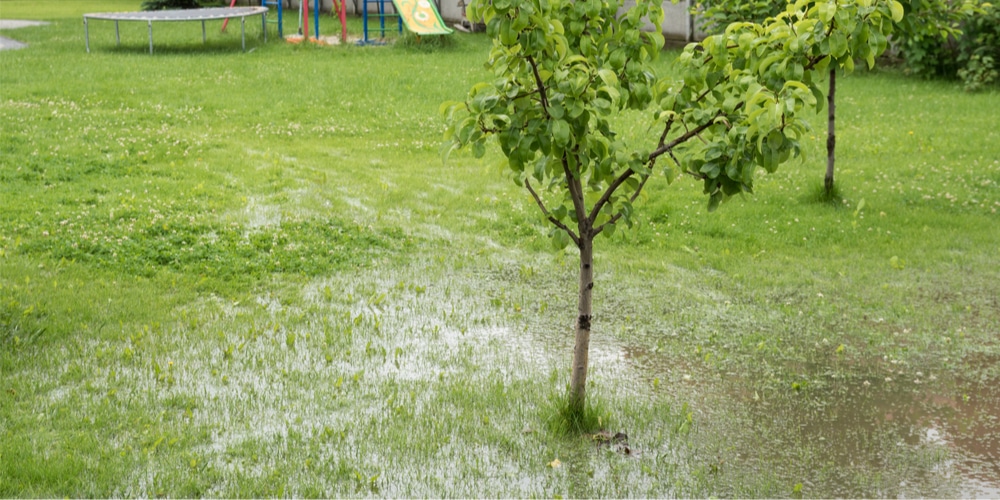 Signs of Overwatered Grass