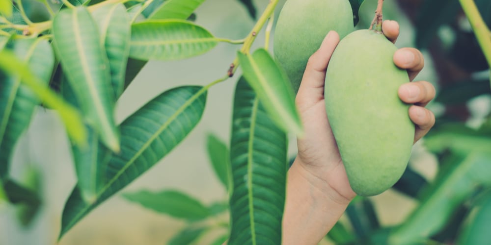 Are Mango Trees Conifers? 