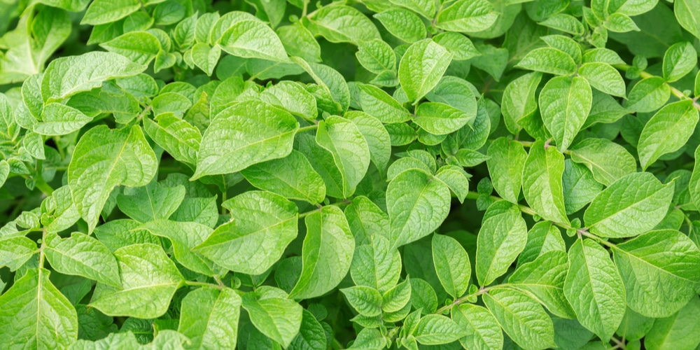 What Do Potato Plants Would Look Like When They are Ready to Harvest