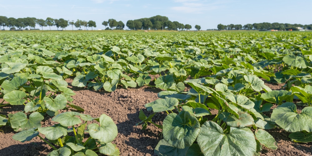 Pumpkin Vine 