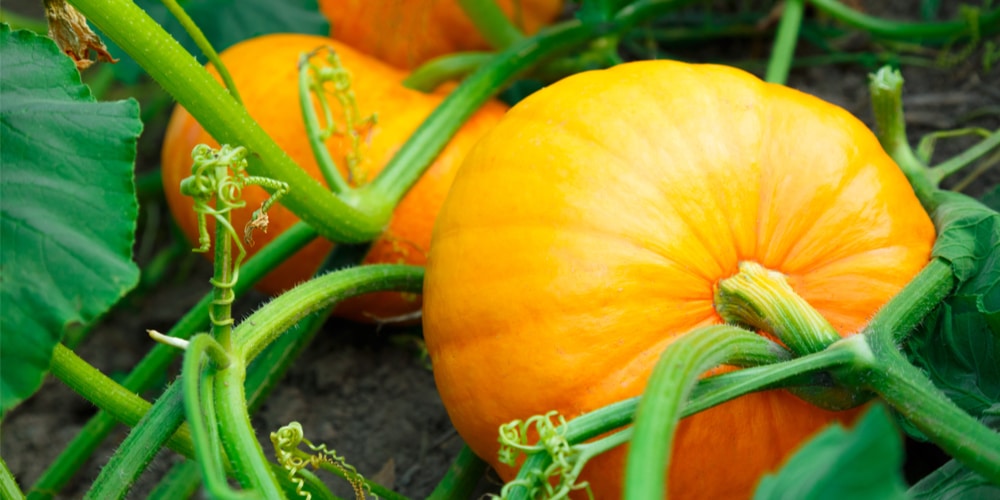 When to plant pumpkins in Mississippi