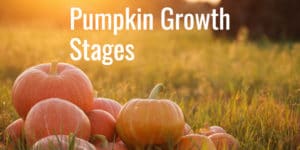 All 3 Pumpkin Growth Stages