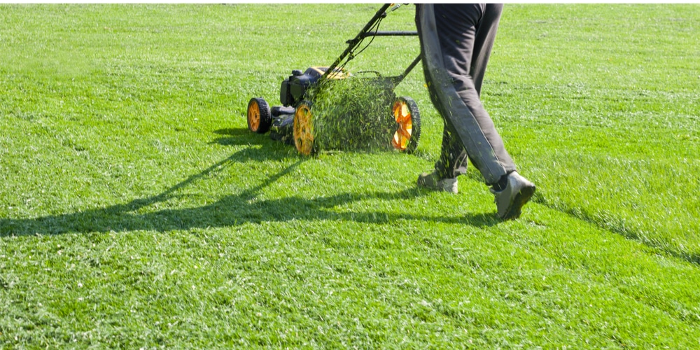 How short to mow lawn for winter