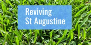 How to Revive Saint Augustine Grass