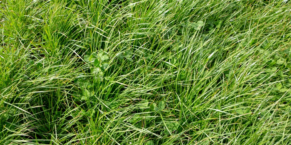 perennial ryegrass vs. tall fescue