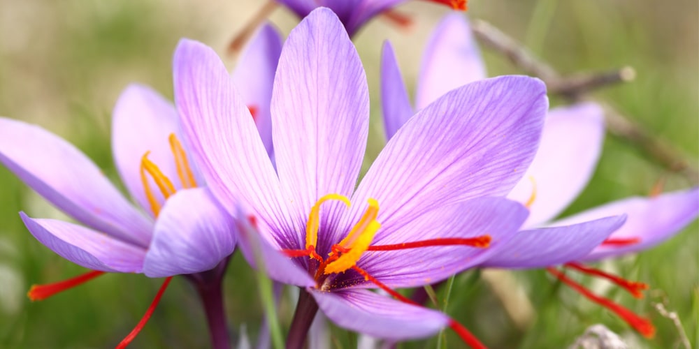 Saffron Crocus Expensive 