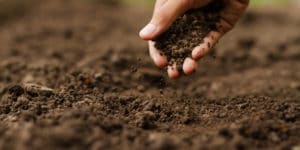 how to sterilize soil with root rot