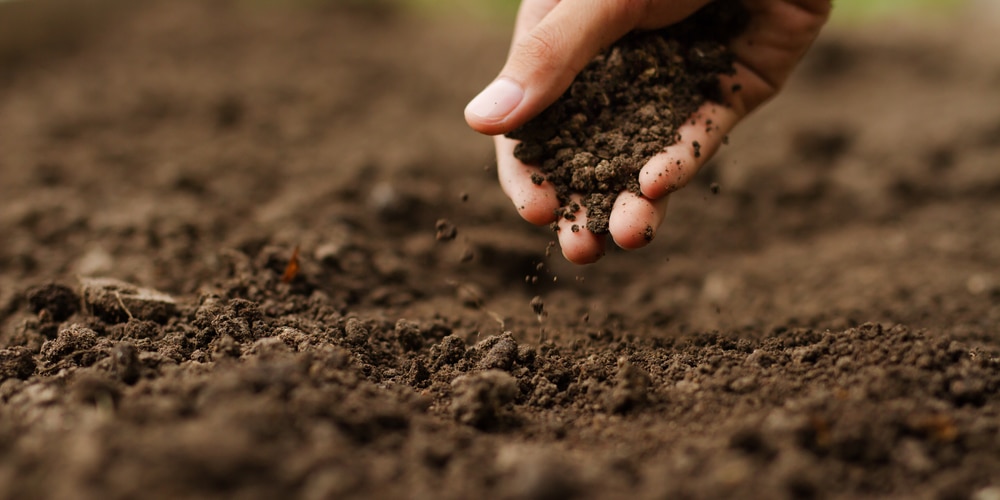 Healthy Organic Matter Soil