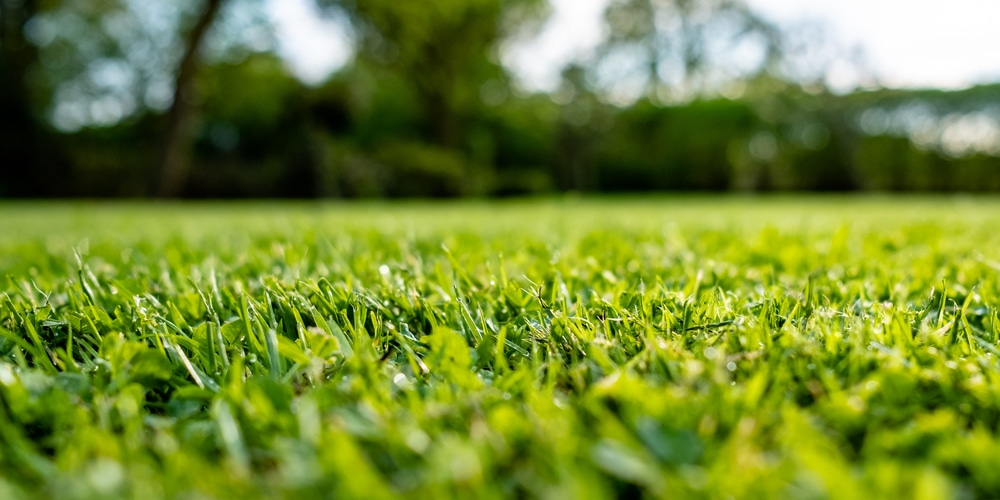 Spring is the second best time to plant fescue