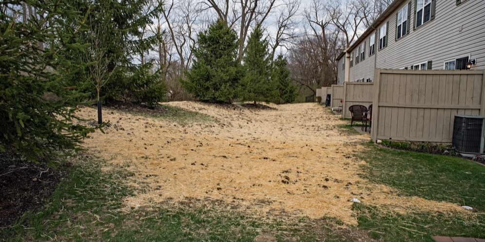 Peat Moss vs Straw