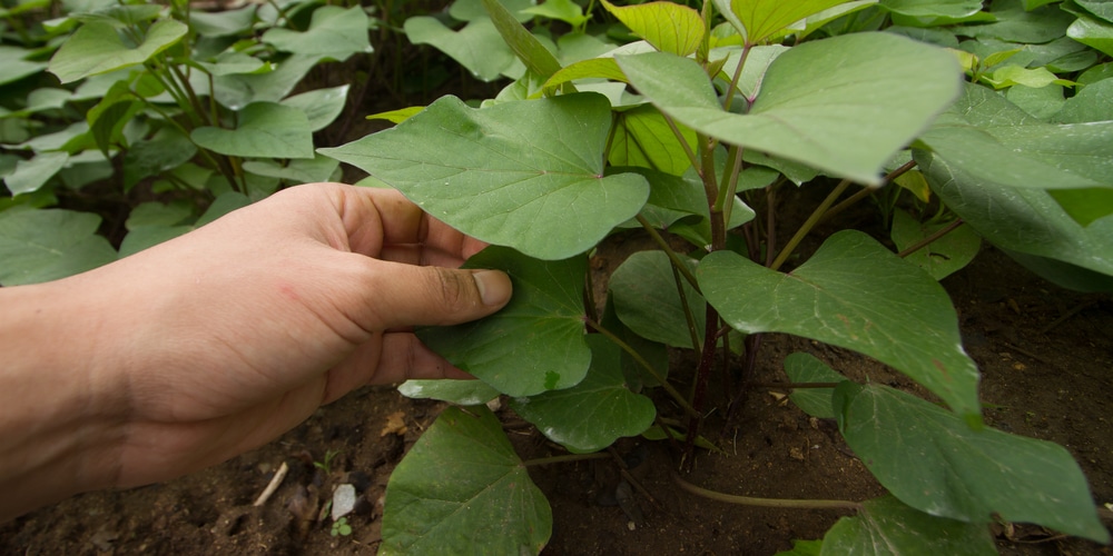 Planting Sweet Potatoes in Texas