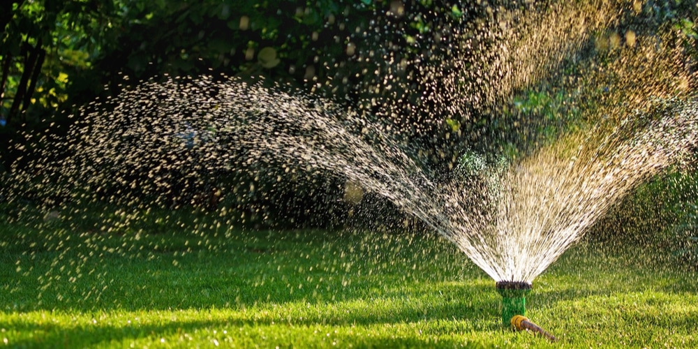 Watering Grass in Winter