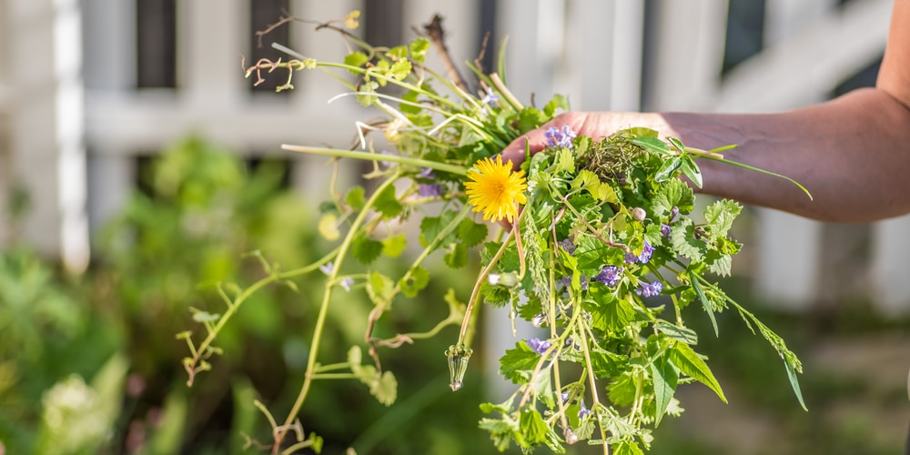 Does Gasoline Kill Weeds?