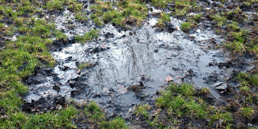 How to Fix a Waterlogged and Muddy Yard Fast