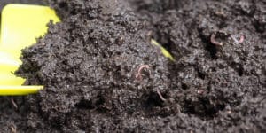 Types of Worms in Potted Plants