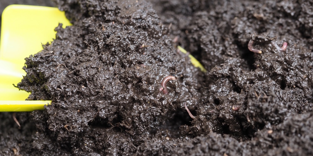 Do Earthworms Eat Plant Roots?
