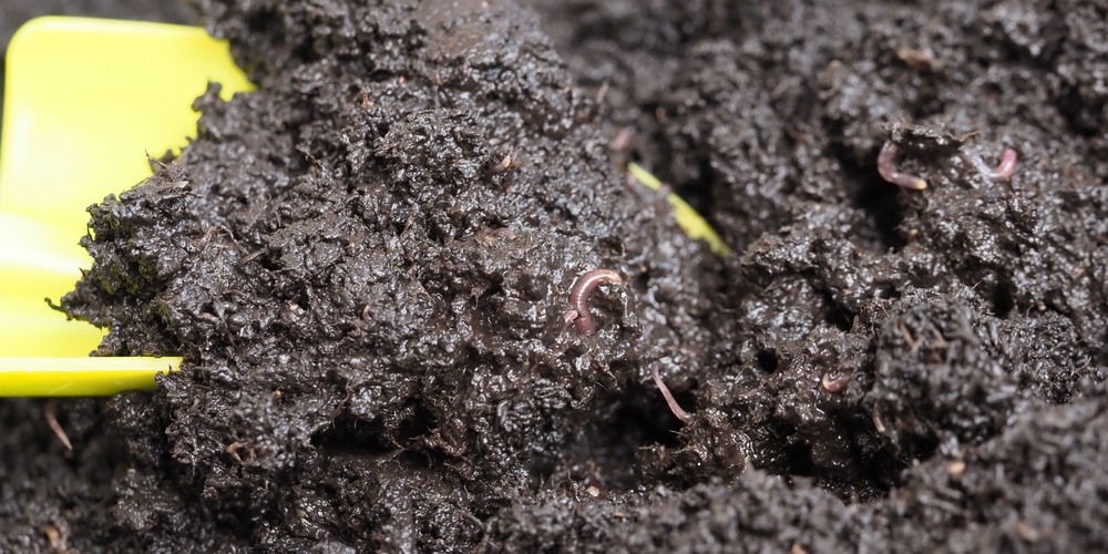 Worm holes in yard