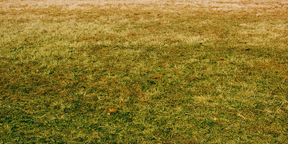 Grass Turning Yellow in Winter