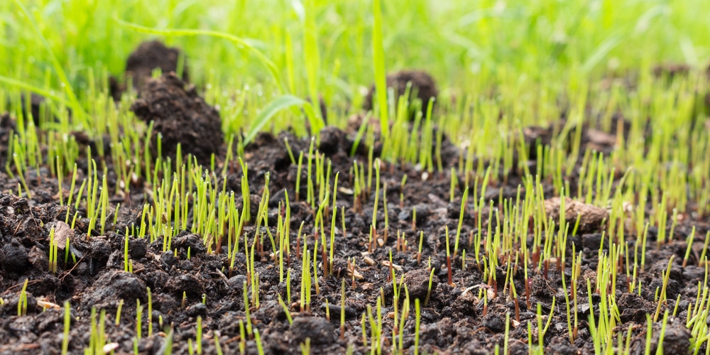 When to plant fescue in Oklahoma