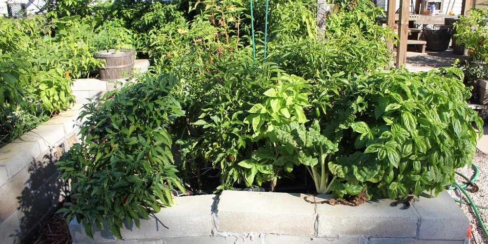 Cider Block vs Wooden Garden Bed