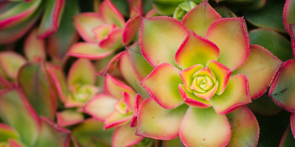 Aeonium Kiwi with Yellow leaves and Flowers