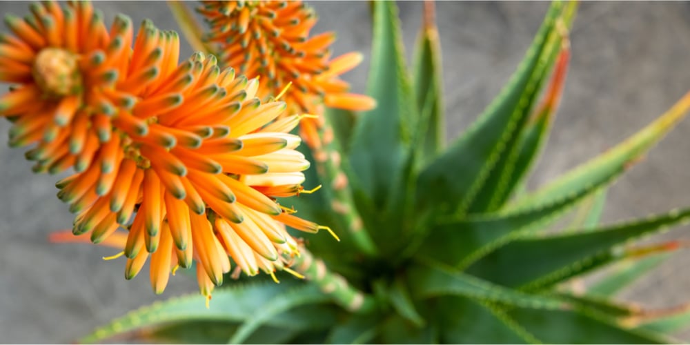 can aloe be planted with other succulents