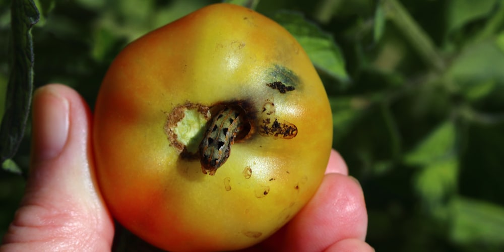 Armyworm in Tomato