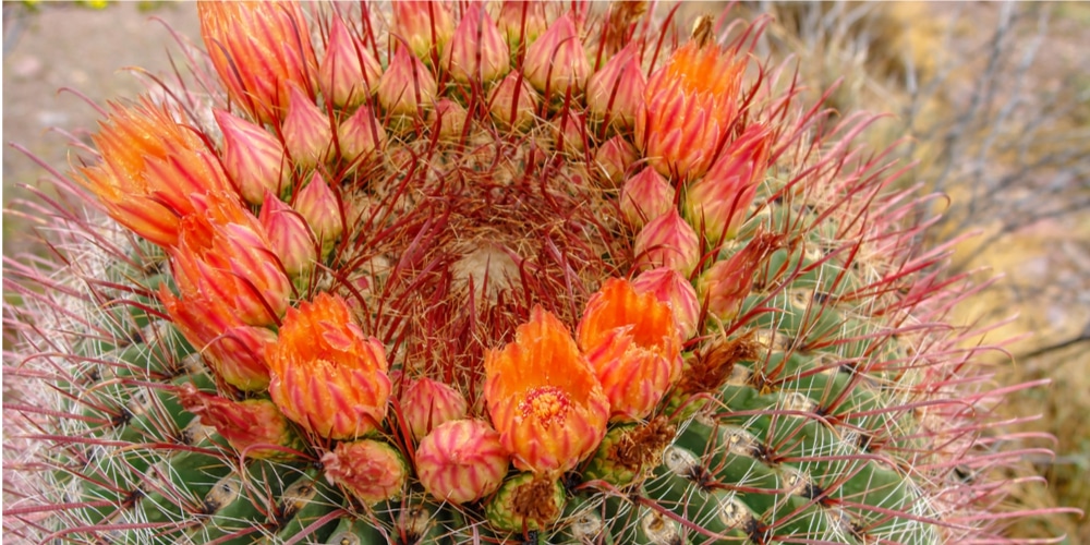 Barrel Cactus