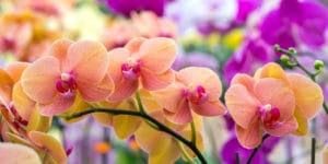 Orchid Color Meaning