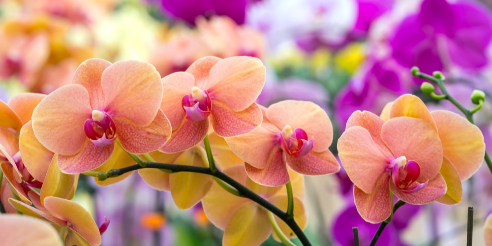 Orchid Prices