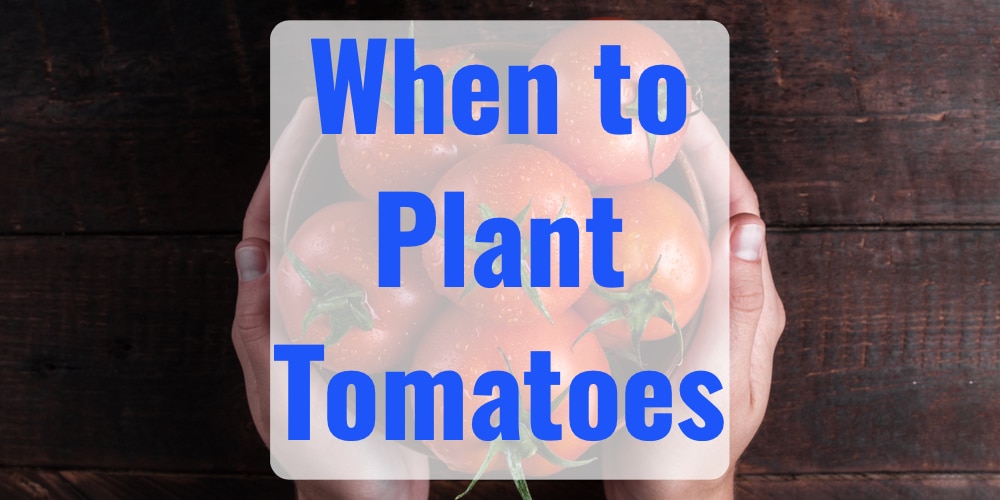 Best Time of Year to Plant Tomatoes GFL Outdoors