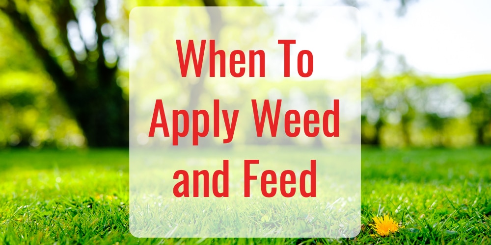 When is it too late to apply weed and feed.
