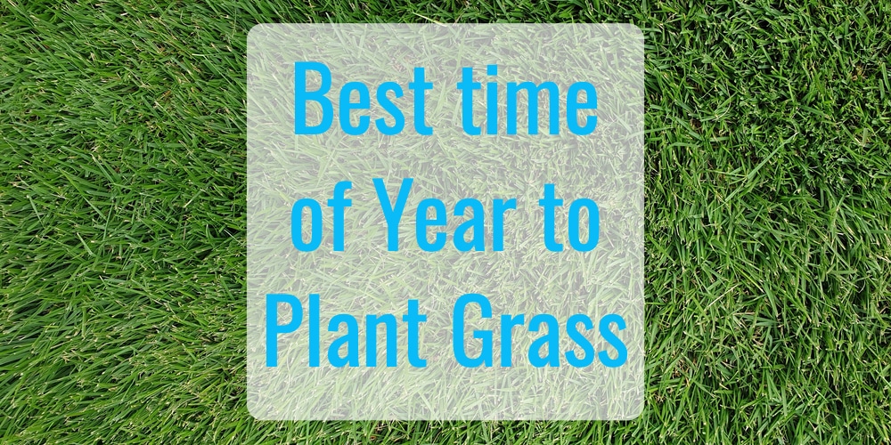 The Best Time of Year to Plant Grass GFL Outdoors