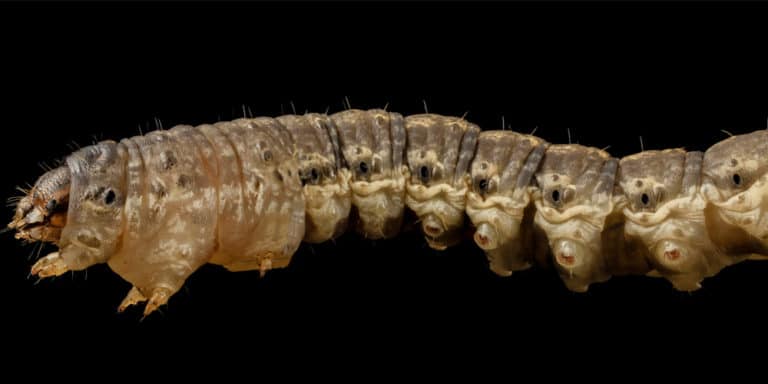 download black cutworm download black cutworm