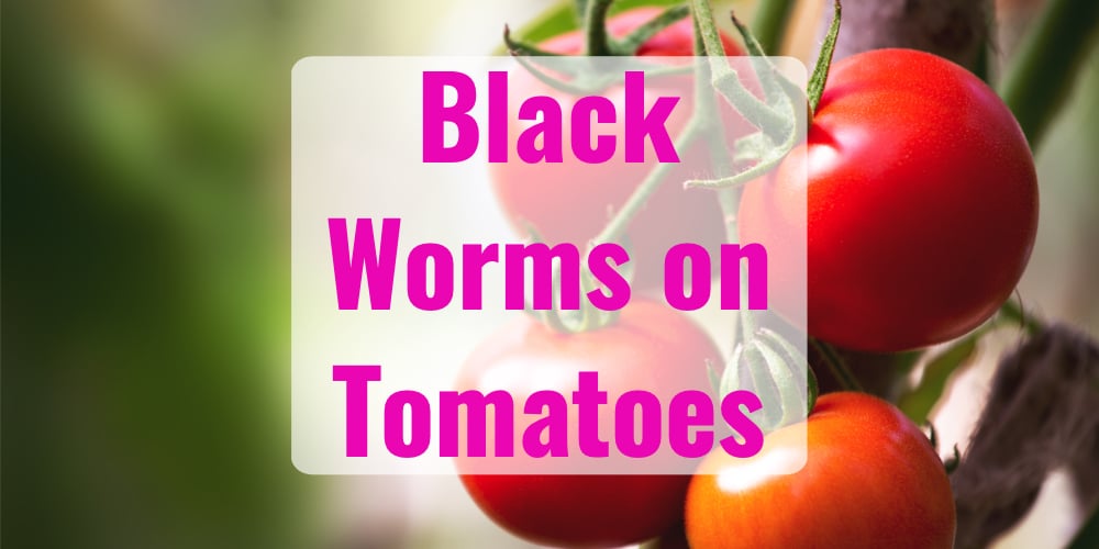 Tomato Hornworms How To Get Rid Of