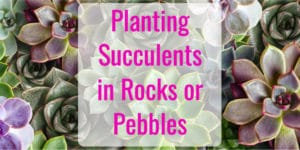 Can You Plant Succulents in Rocks?