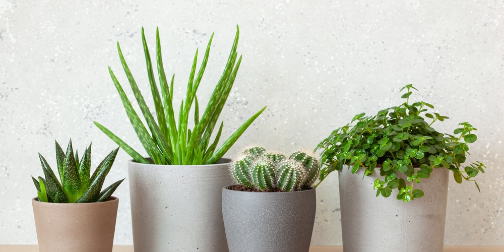 Snake Plant Arrangement Ideas