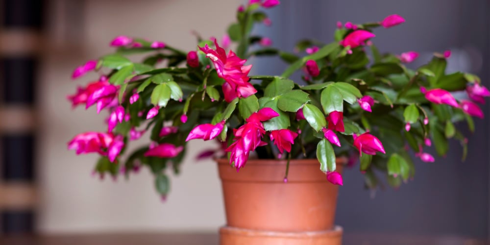 Purple Indoor Plants