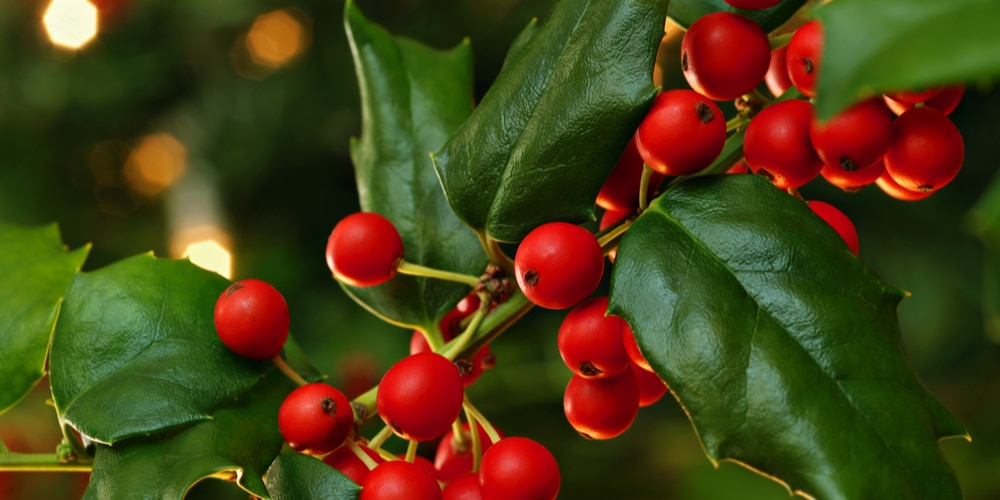 Does Holly Grow in South Dakota