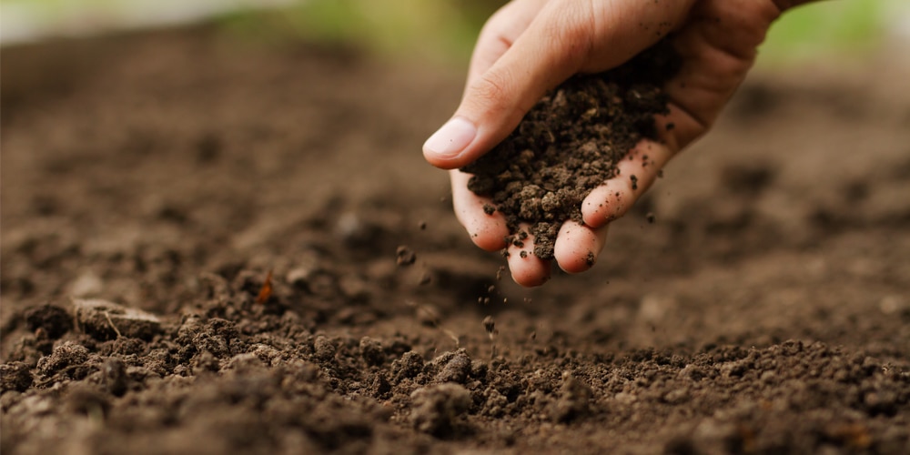 Topsoil VS Dirt