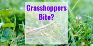 Will a Grasshopper Bite Me