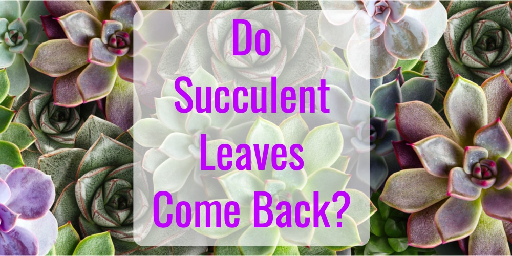 Do Succulent Leaves Grow Back? GFL Outdoors