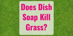Does Dish Soap Kill Grass