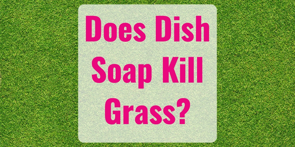 Does Dish Soap Kill Grass? - GFL Outdoors