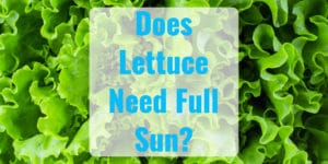 Does Lettuce Need Full Sun