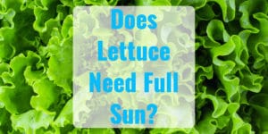 Does Lettuce Need Full Sun