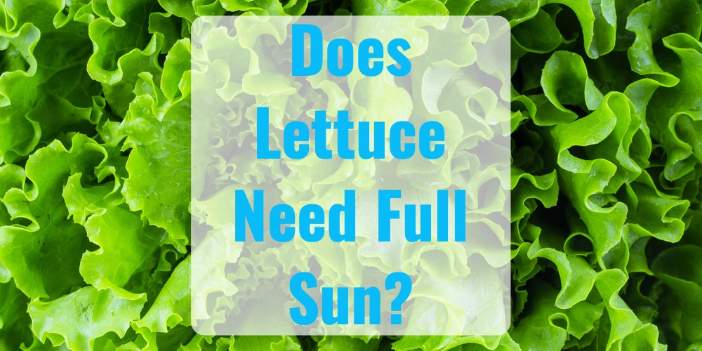 Does Lettuce Need Full Sun? A Guide to Growing Lettuce GFL Outdoors
