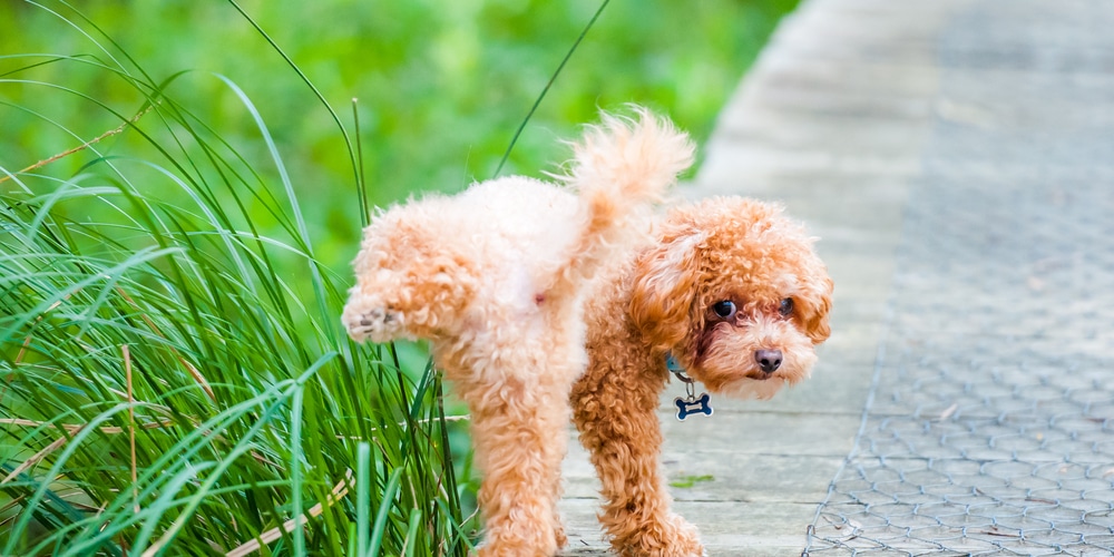 Why Dog Pee Kills Grass