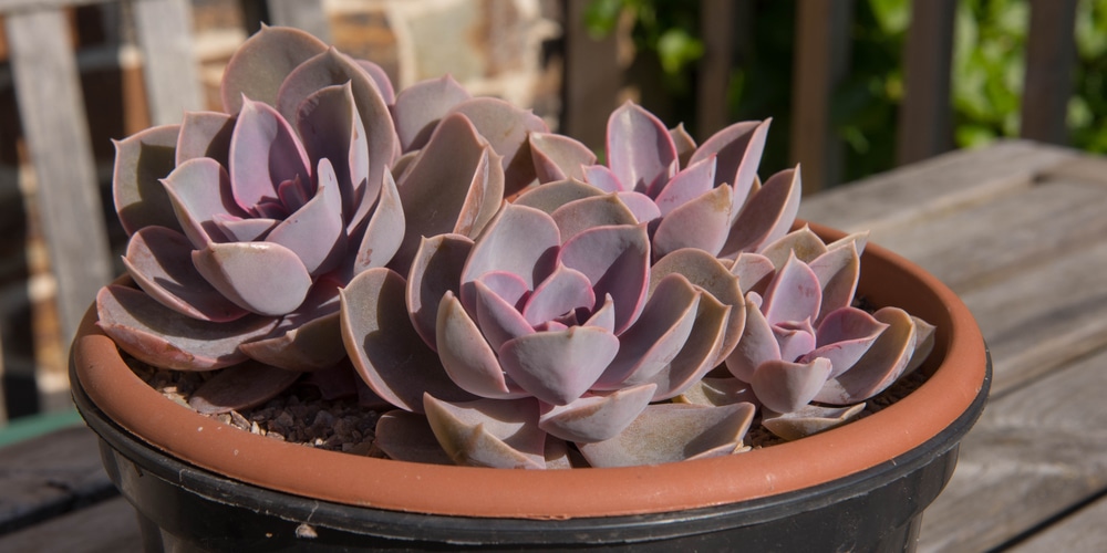 Echeveria Perle Von Nurnberg succulent with purple flowers