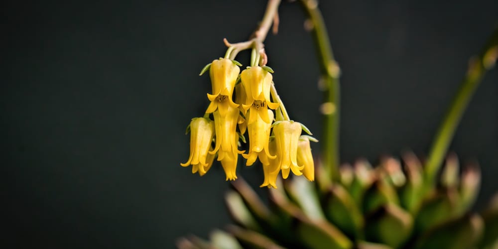 Echeveria succulent with Yellow Flower